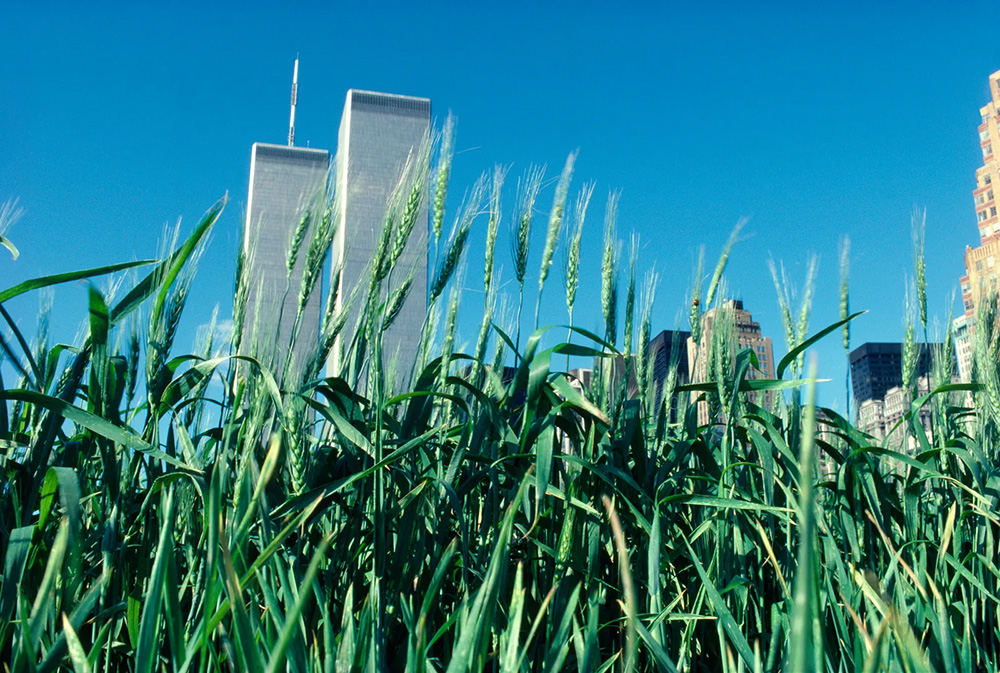 Wheatfield AgnesDenes